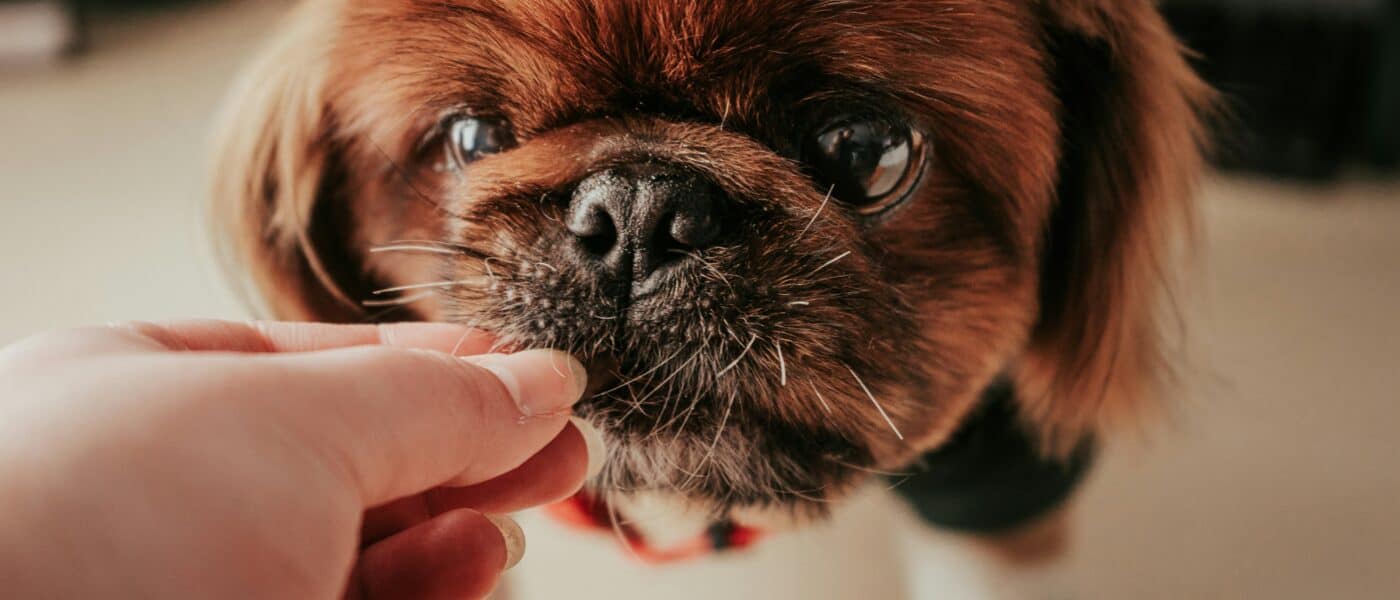 Best Senior Dog Vitamins and Multivitamins in 2026: For Aging Dogs’ Comprehensive Health