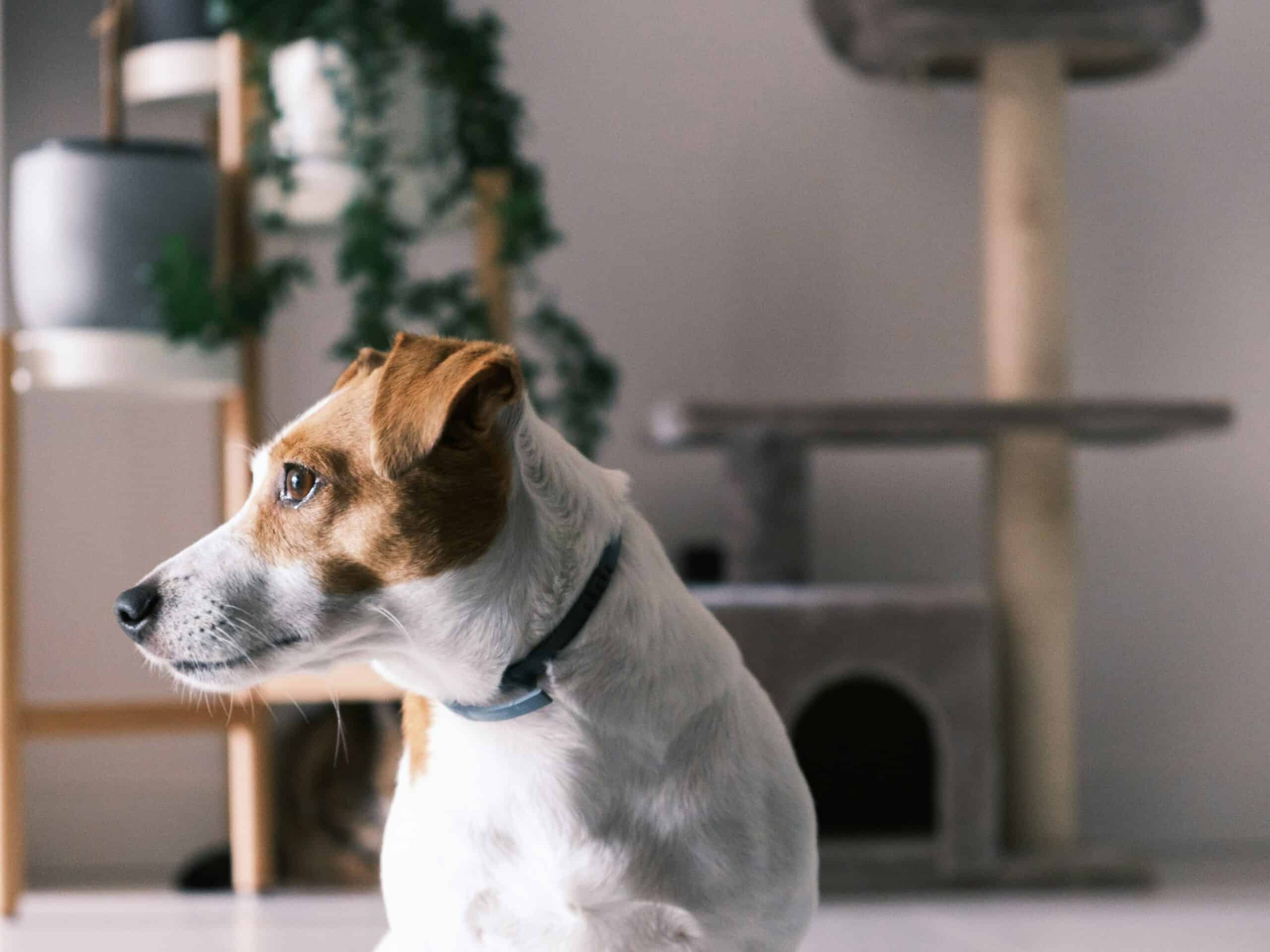 Best Smart Dog Collars for Training in 2026: 5 Picks for Wireless Boundaries, Behavior Correction, and Recall Training