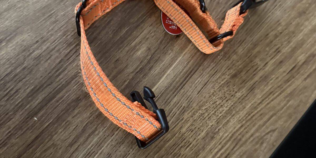 Best Dog Collars for Small Dogs in 2026: That Stay On Tiny Necks