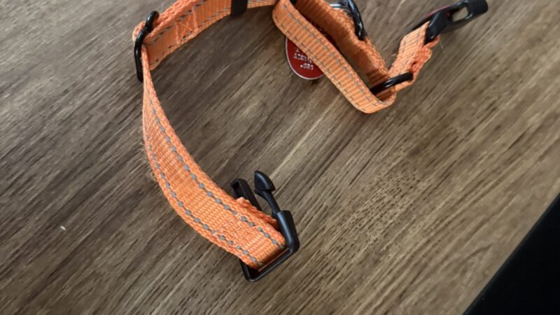 a dog collar for small dogs