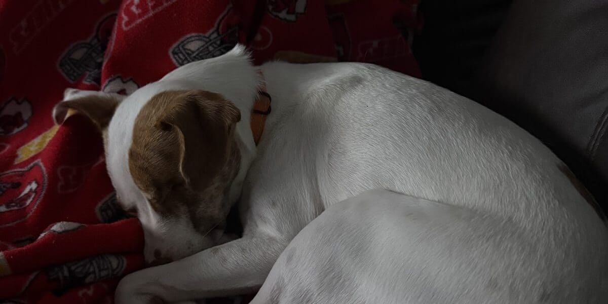 How to Introduce a New Dog to Your Home in 2026: Prevent Behavioral Setbacks