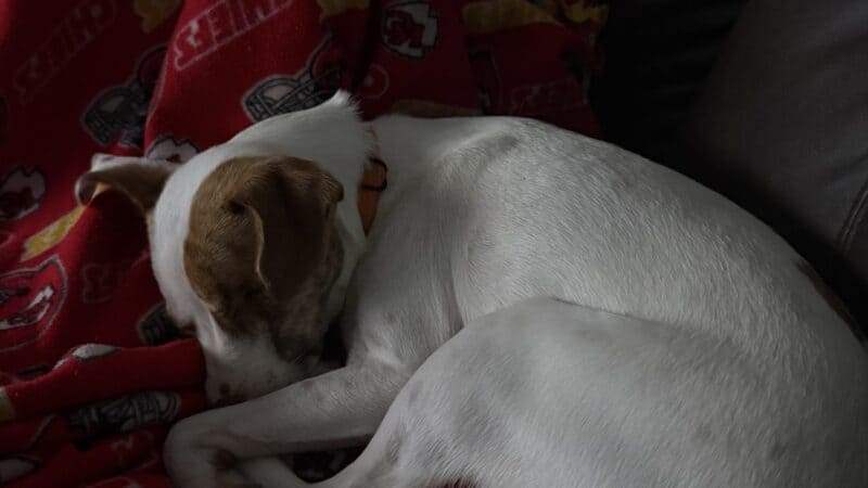 dog laying on cozy blanket