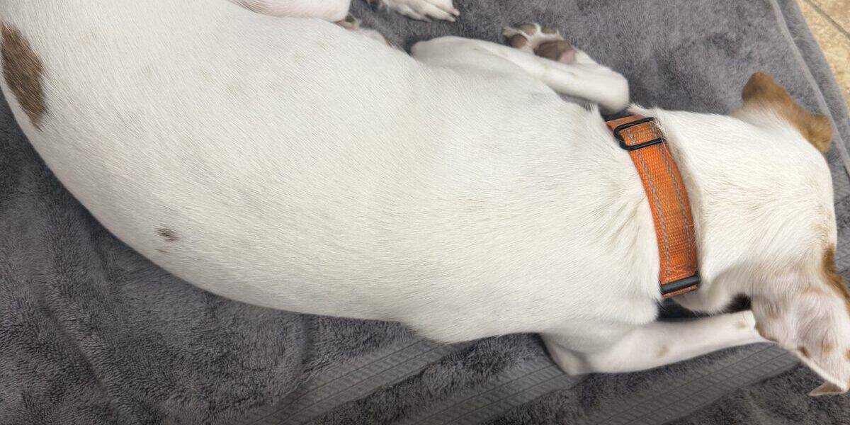 Best Dog Towels for Drying in 2026: What Soaks Up a Wet Coat Before the Shake