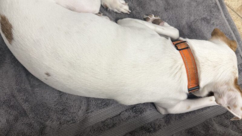 dog laying on a quality towel