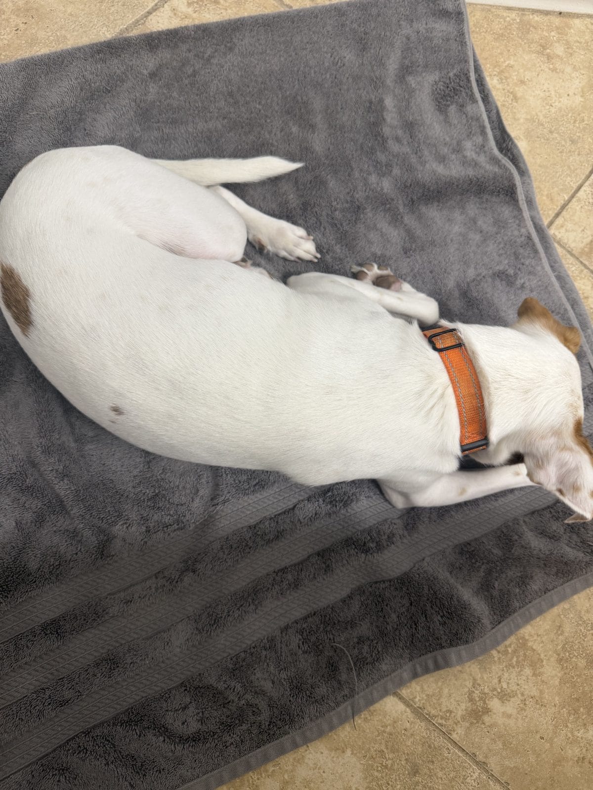 Best Dog Towels for Drying in 2026: What Soaks Up a Wet Coat Before the Shake