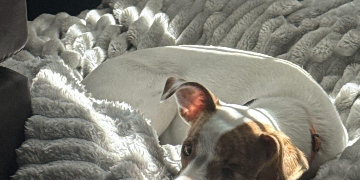 Best Dog Blankets and Throws in 2026: Soft, Washable, and Built to Last