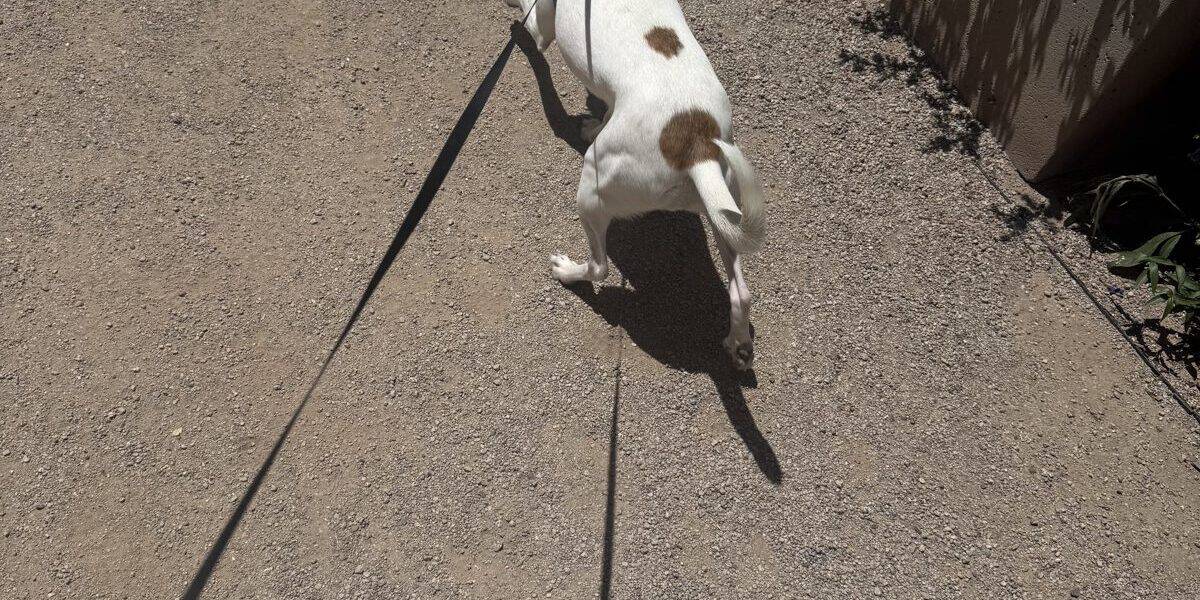 How to Fit a Dog Harness (Step-by-Step Two-Finger Method)