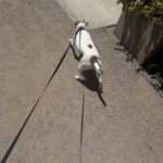 dog walking with harness
