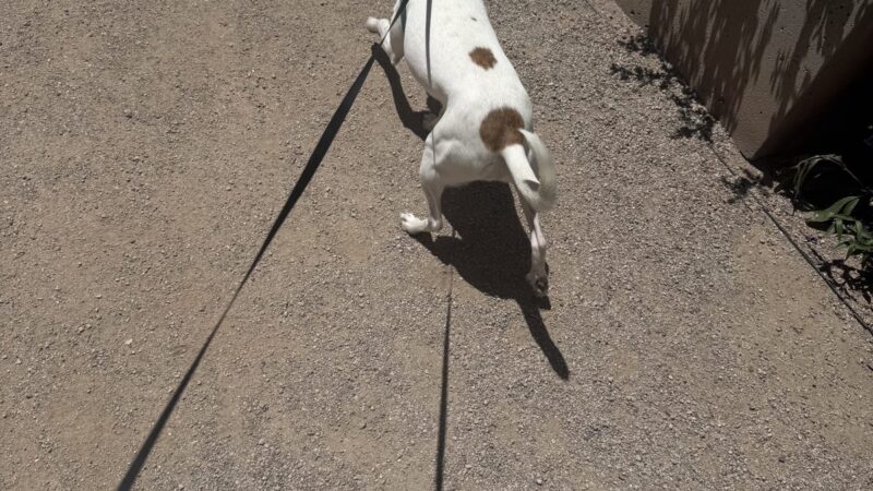 dog walking with harness
