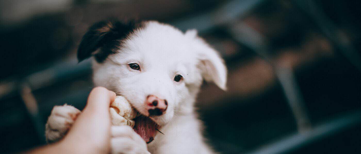 How to Stop a Puppy From Biting: Training Guide