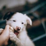 how to stop a puppy from biting