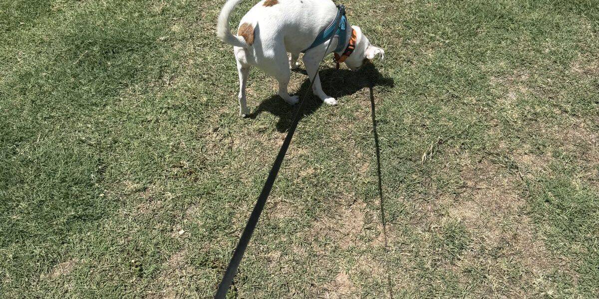 How to Leash Train a Small Dog Without Scaring Them Off Walks