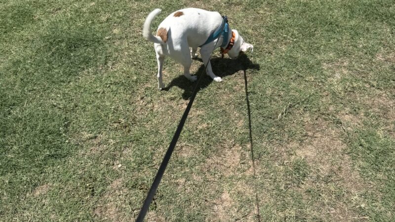 a leash trained dog in a field