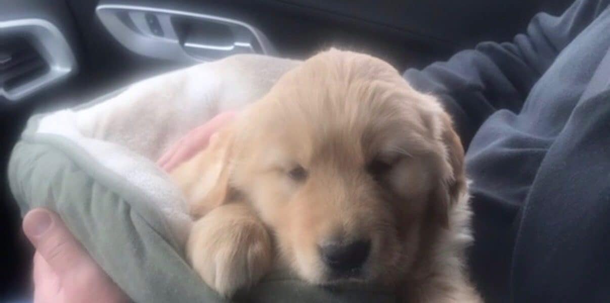 How to Road Trip With a Dog in 2026: The Complete Guide to Safe Travel With Your Best Friend