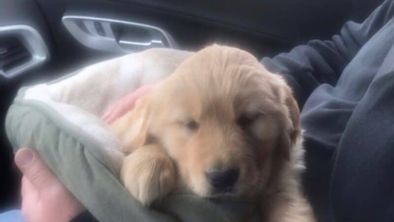 a road trip with a dog