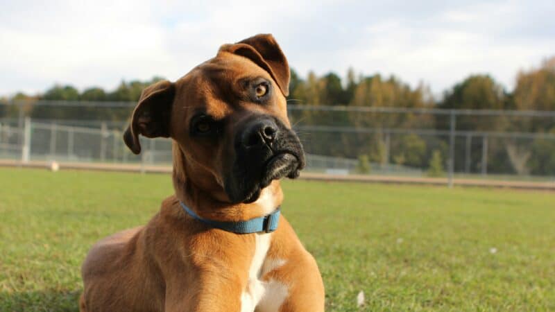 why do dogs tilt their heads