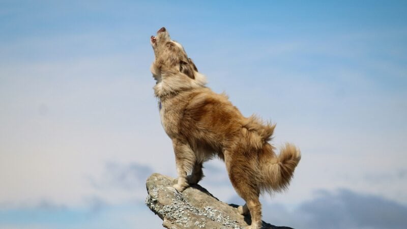 why some dogs howl at sirens