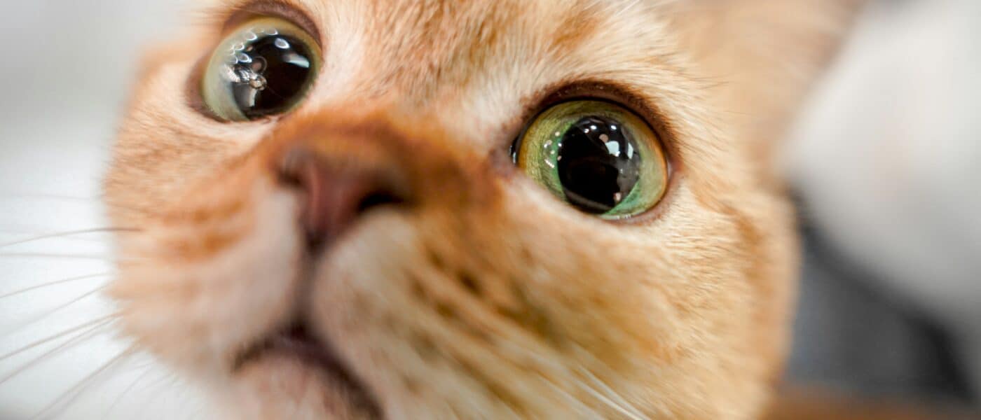 Why Does My Cat Meow So Much? Causes and Help