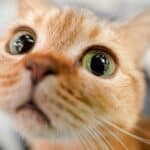 a cat getting ready to communicate by meowing in home