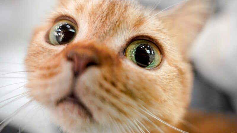 a cat getting ready to communicate by meowing in home