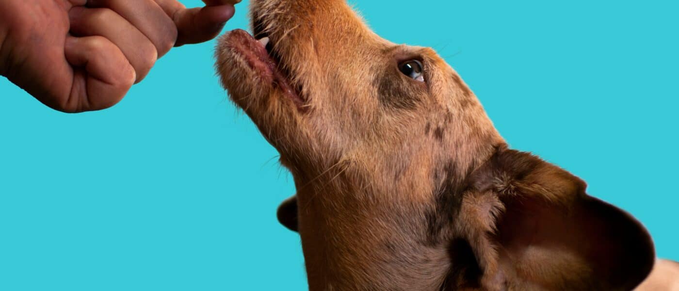 Best Dog Treat Pouches in 2026: Fast Rewards on Every Walk