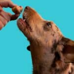 a dog eating a treat from their owner