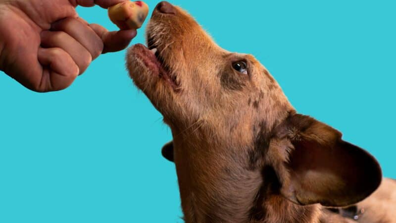 a dog eating a treat from their owner