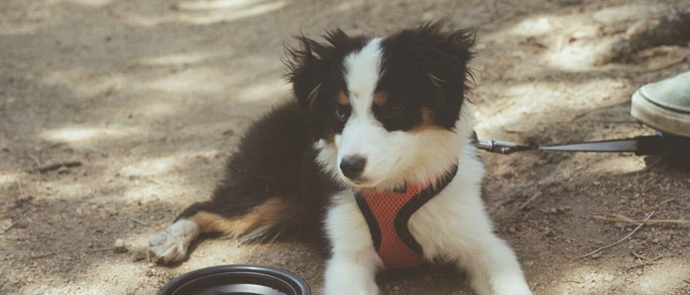 How to Slow Down a Fast-Eating Dog in 2026: Safer Mealtimes