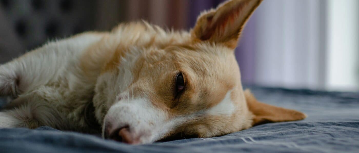 Best Chew Proof Dog Beds in 2026: Beds That Survive Aggressive Chewers