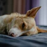 a dog laying dog bed