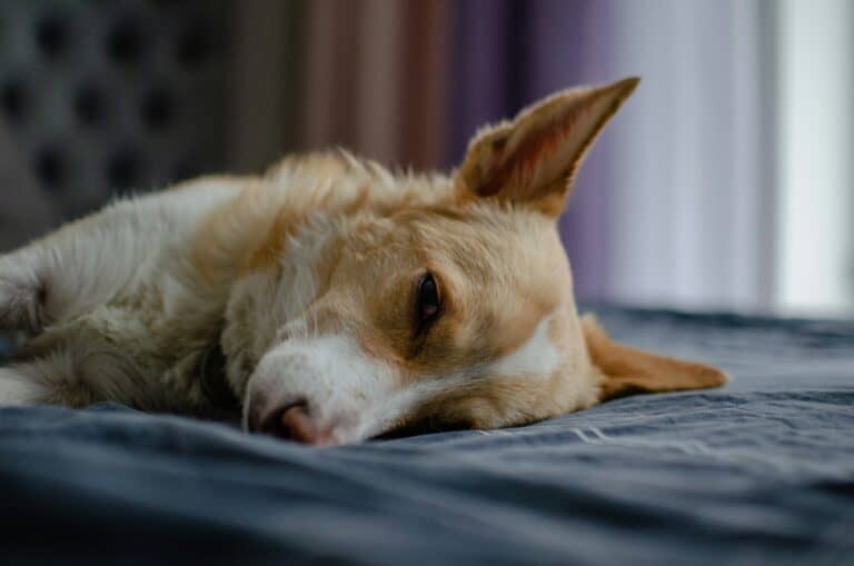 a dog laying dog bed