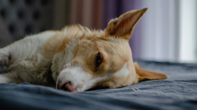 a dog laying dog bed