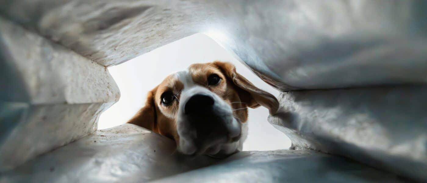 Best Cave Dog Beds in 2026: A Den for Dogs Who Love to Burrow