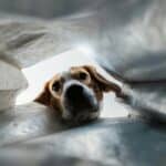 dog looking into a cave dog bed