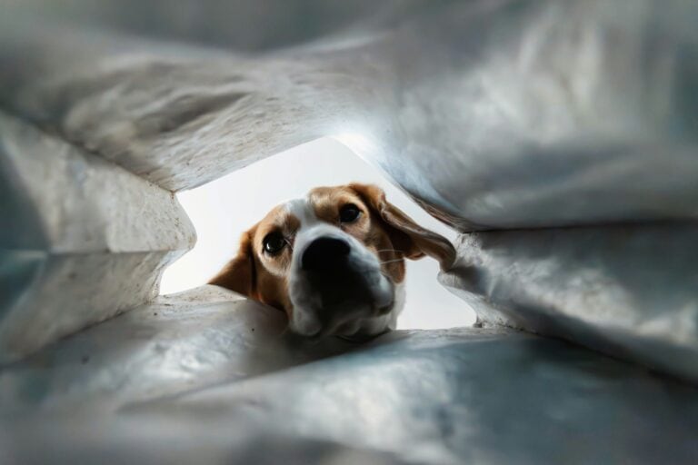 dog looking into a cave dog bed