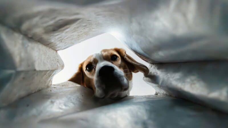 dog looking into a cave dog bed