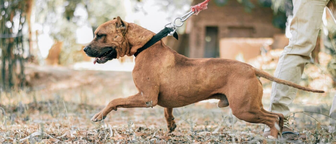 Why Does My Dog Pull on the Leash in 2026: Causes and Fixes