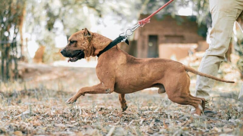 dog running hard pulling a leash