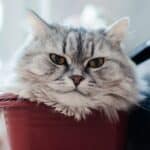 best cat litter disposal systems in 2026