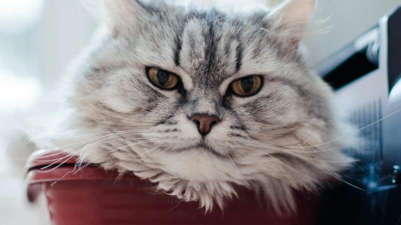 best cat litter disposal systems in 2026