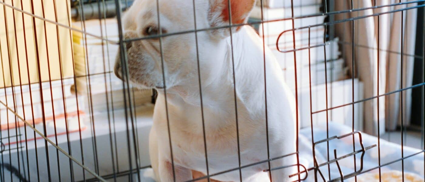 Best Dog Crates for Small Dogs in 2026: Right-Sized, Safe, and Easy to Move