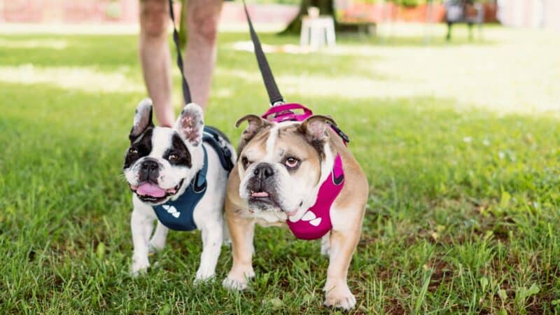 best dog lift harnesses