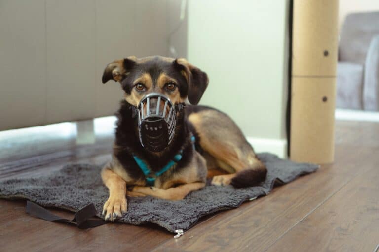 best dog muzzles