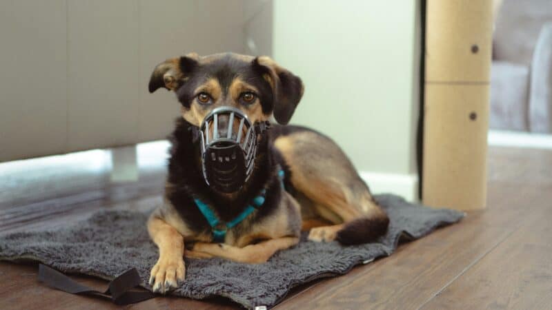 best dog muzzles