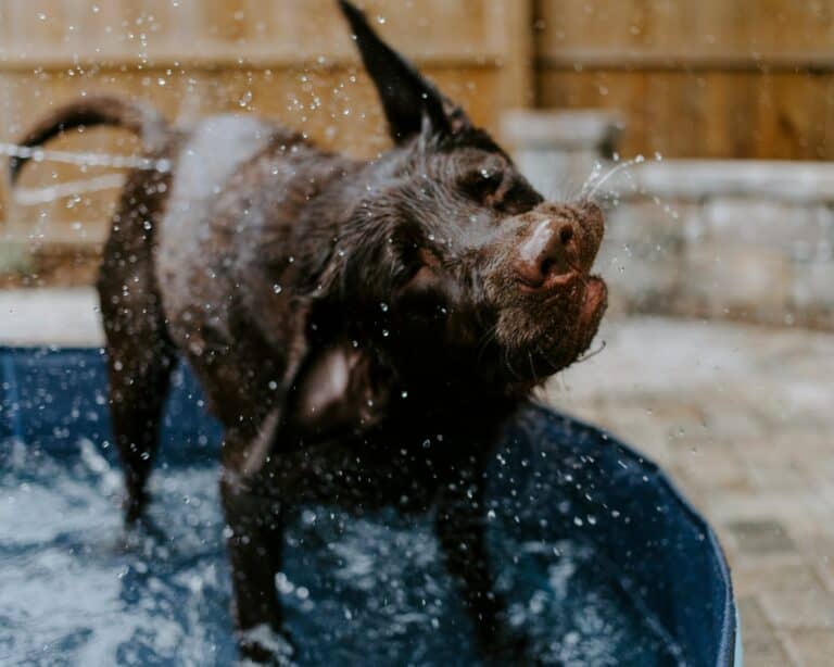 best dog pools