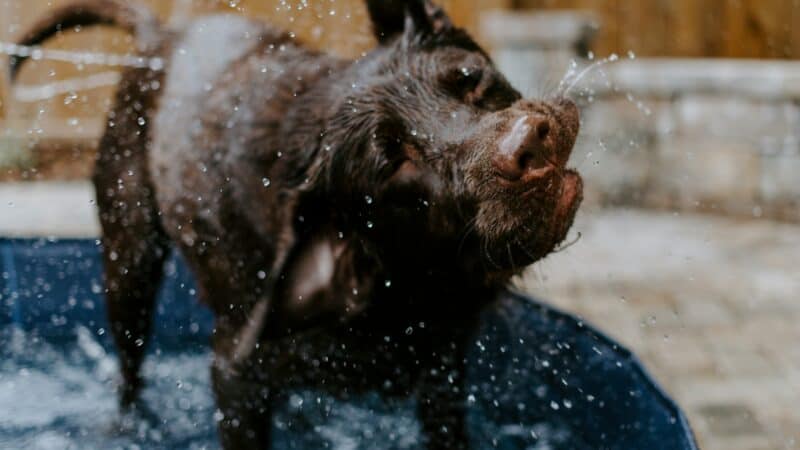 best dog pools