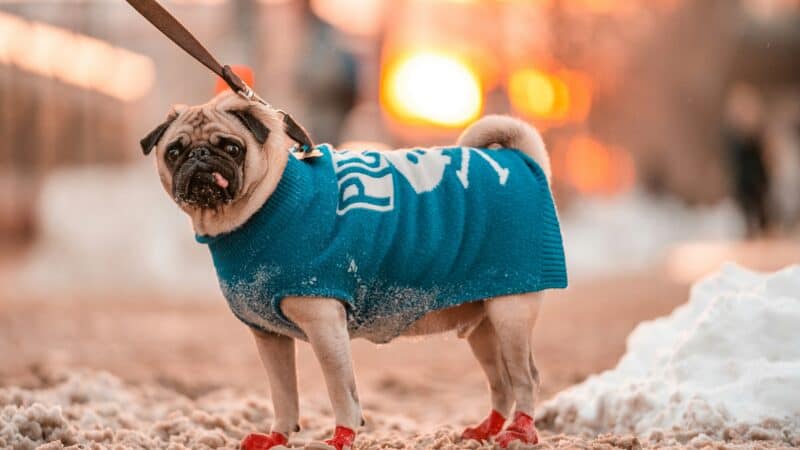best dog socks for traction