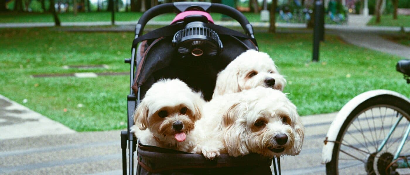 Smooth Rides: How to Choose the Best Dog Strollers for Every Terrain