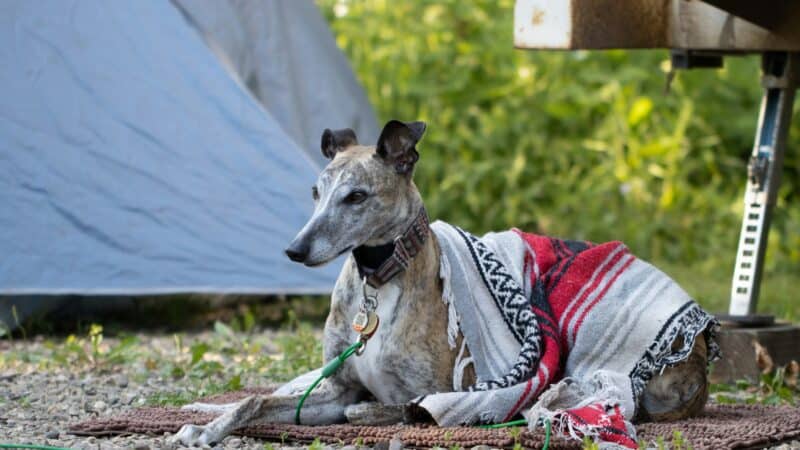 best dog tents and pop up shelters for camping in 2026