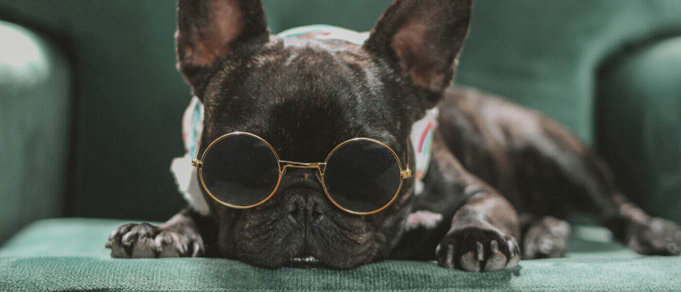 Best Dog Goggles and Sunglasses in 2026: Eye Protection That Stays Put